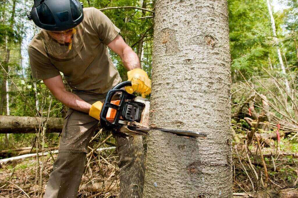 Tips To Cut Down Trees