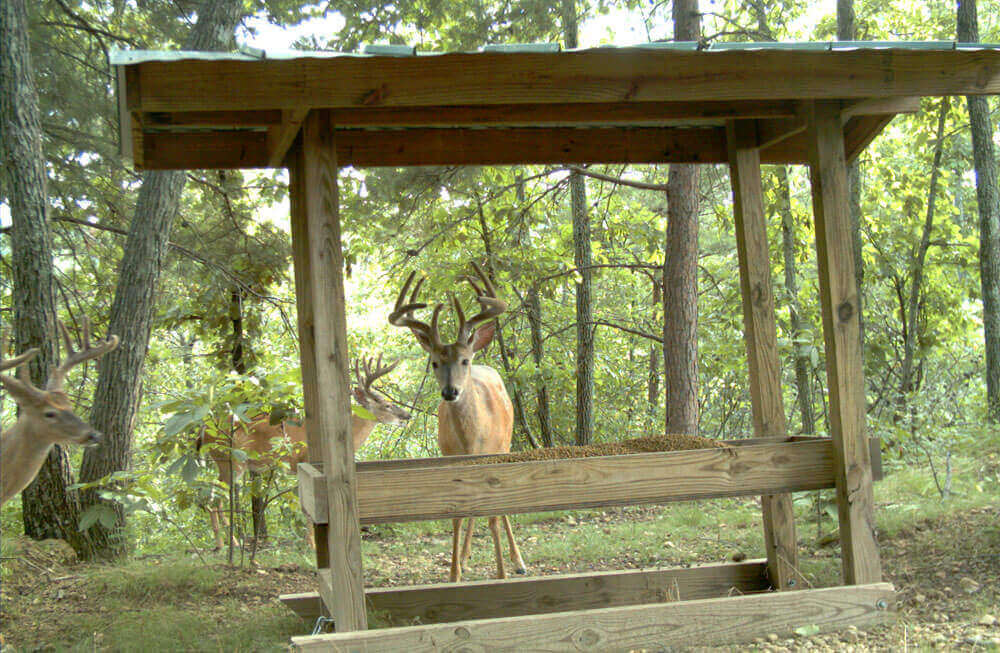 5. DIY Trough-Style Deer Feeder