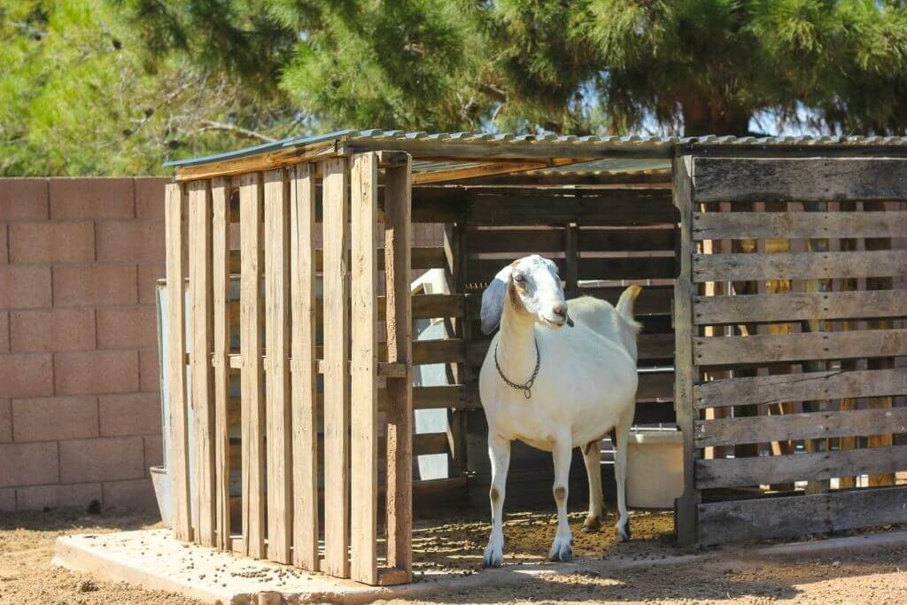 DIY Free Goat House From Pallets