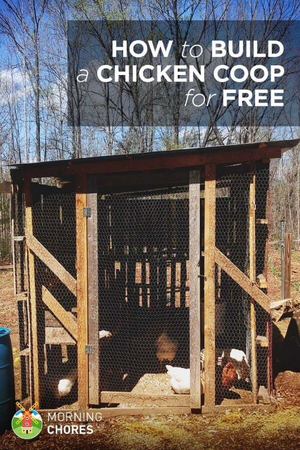Build A Free Chicken Coop By Morningchores
